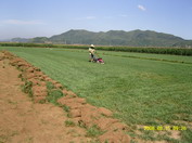 沈陽草坪基地 鞍山供應(yīng)草坪 營口草坪廠家 別墅草坪