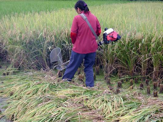 河南水稻收割機 z耐用的小型收稻機