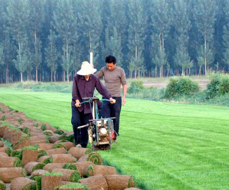 求購草坪，買草坪就到遼陽成江草坪基地